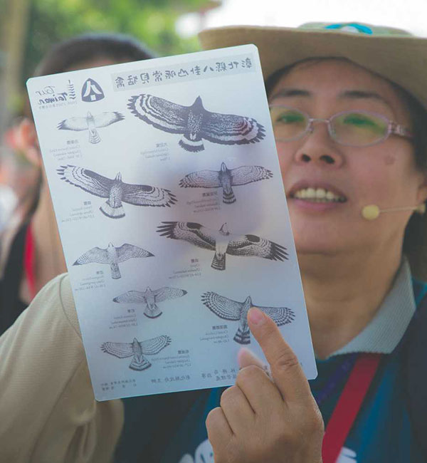 灰面鵟鷹（南路鷹）小知識